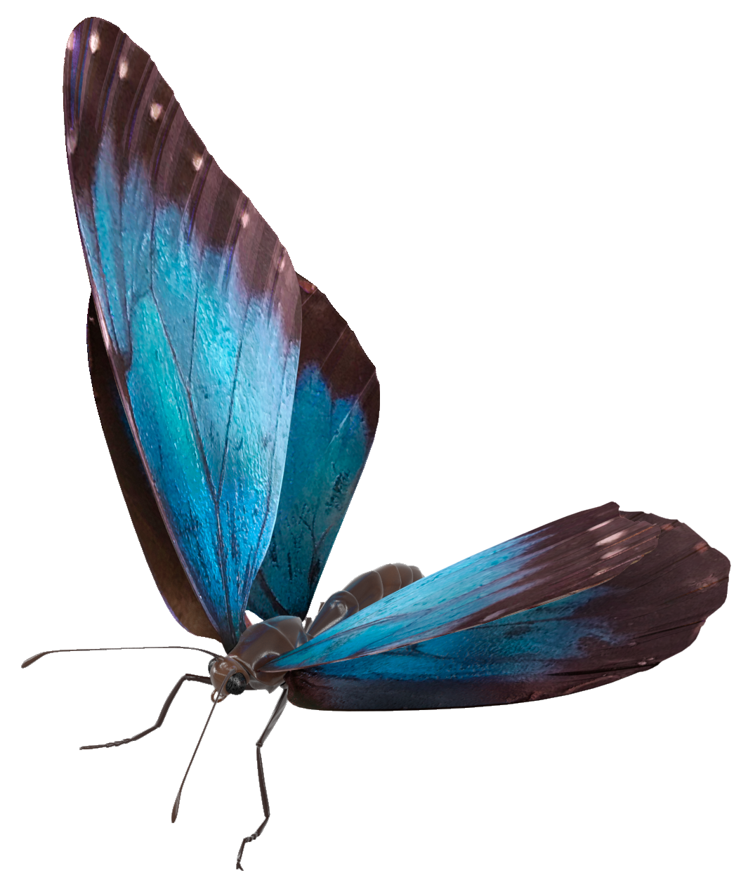 butterfly butterfly